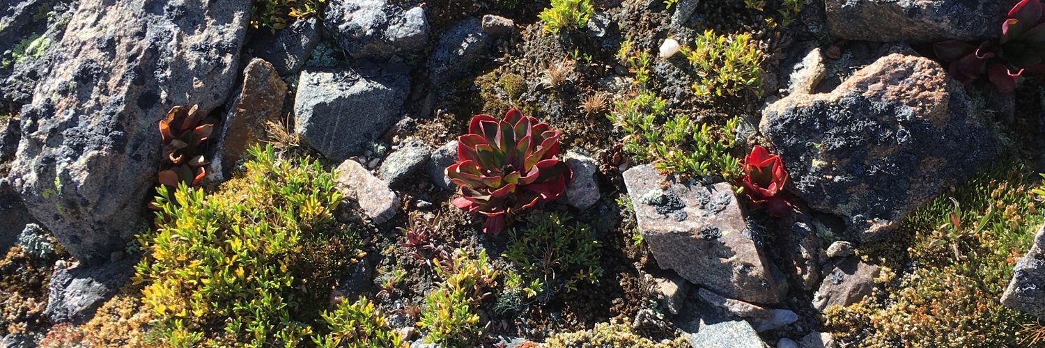 Cynthia Kolanowski banner