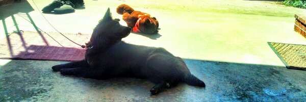 Taytorsaurus Profile Banner