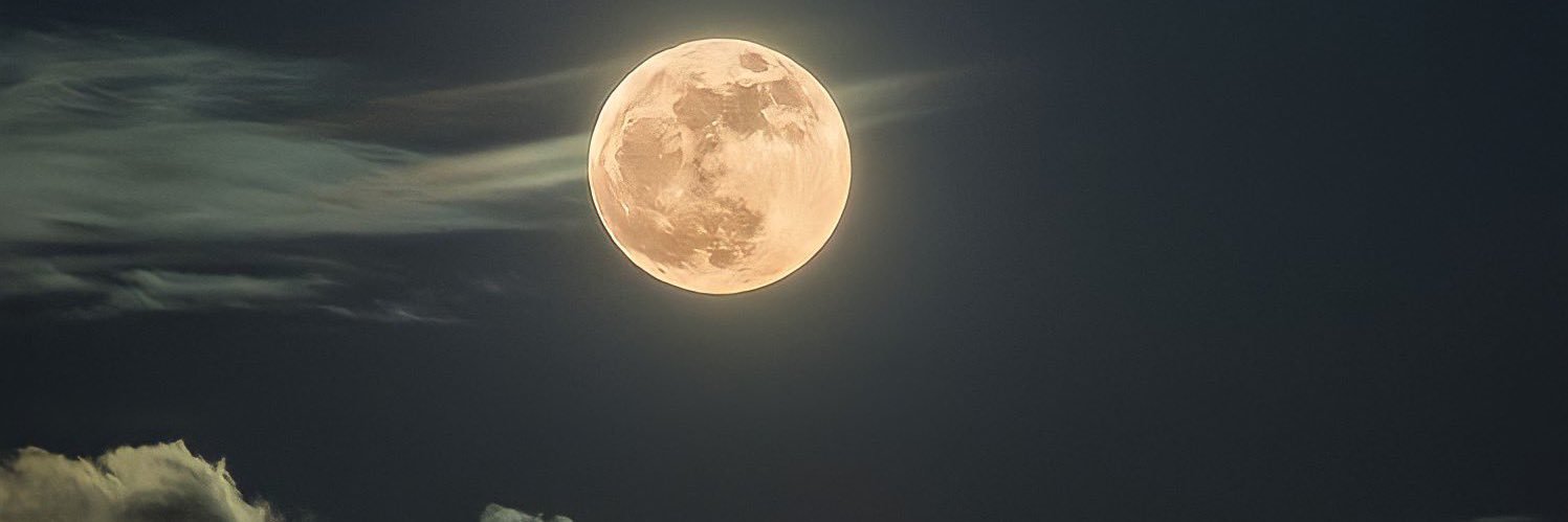 ねっこ好き banner