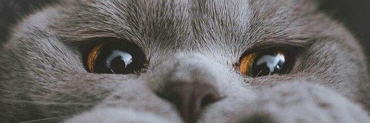daagiing's profile banner image
