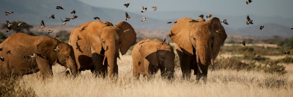 ste_kenya Profile Banner