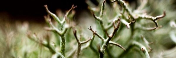 Chilly99lye Profile Banner