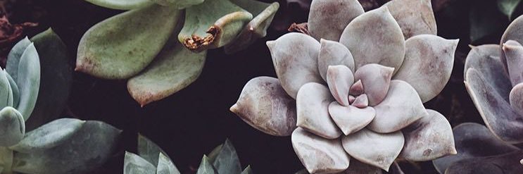 SuruhhAnn's profile banner image