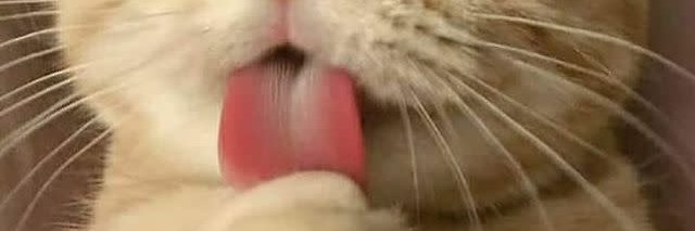 Catfacts1RB's profile banner image