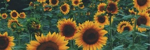 Lo banner