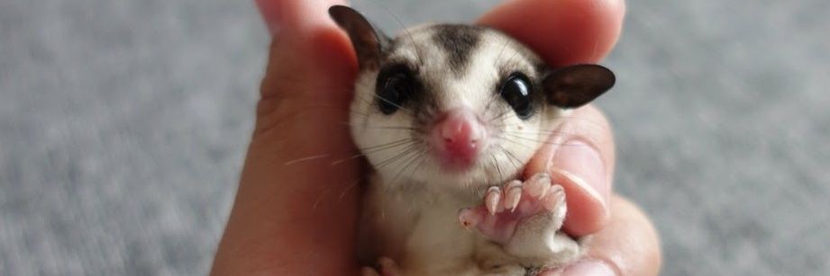 てる♪3匹の子持ち banner