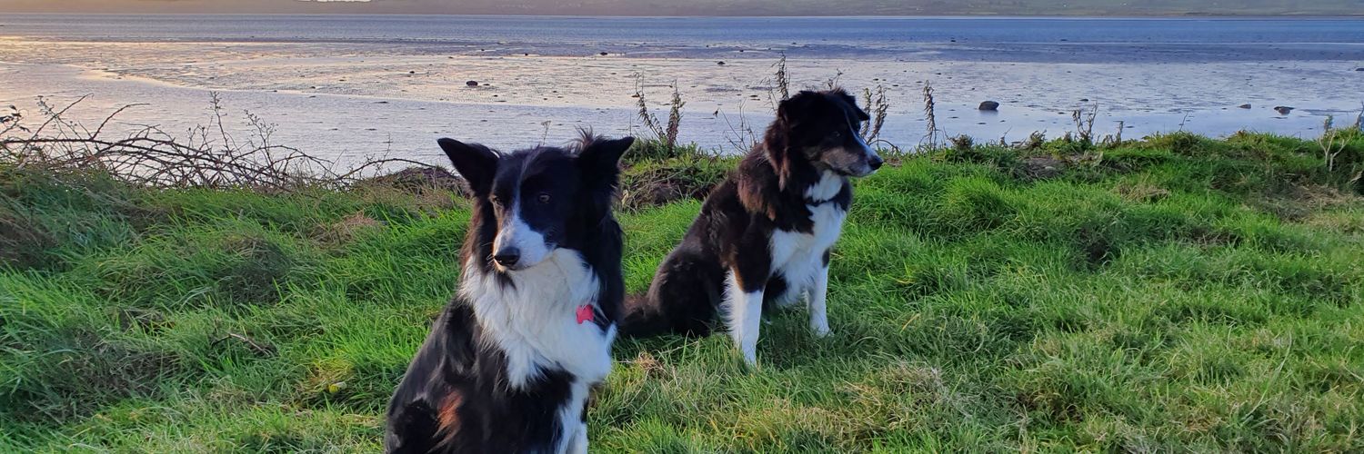 limosa20's profile banner image
