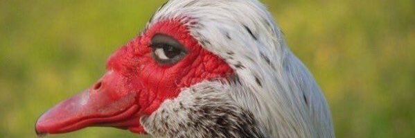 niarayne_'s profile banner image