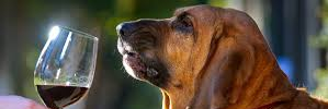 FourDogsWine's profile banner image