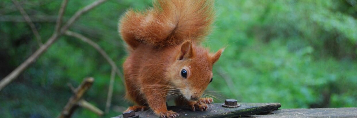 BushySquirrel's profile banner image