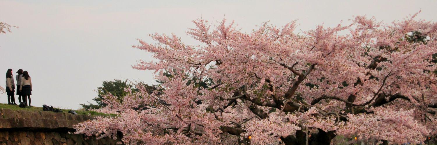 itsmegumichan's profile banner image