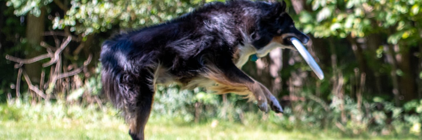 HordFactor's profile banner image