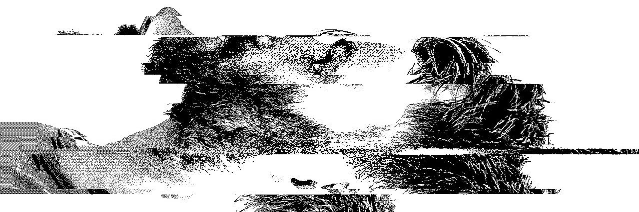 Ben banner