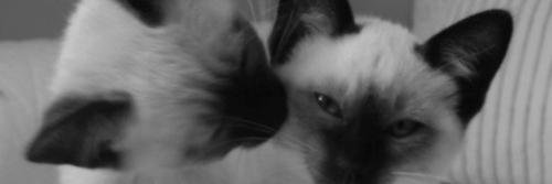 aniripsa1x's profile banner image