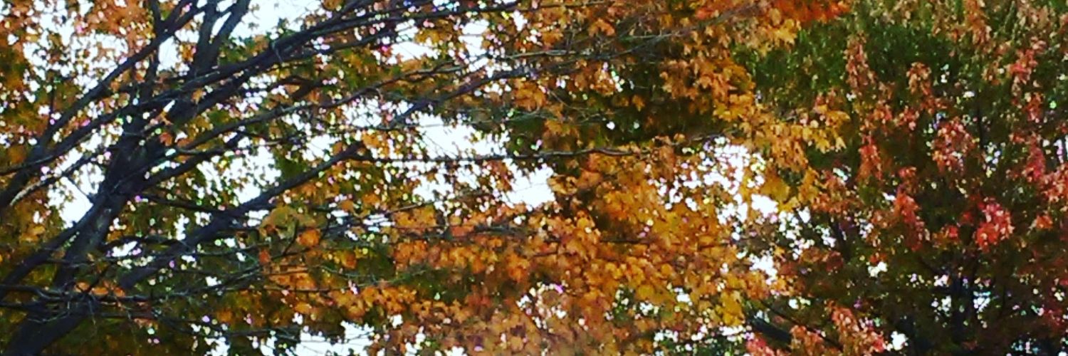 EilisWood's profile banner image
