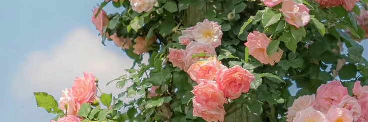 Magic_renoa's profile banner image