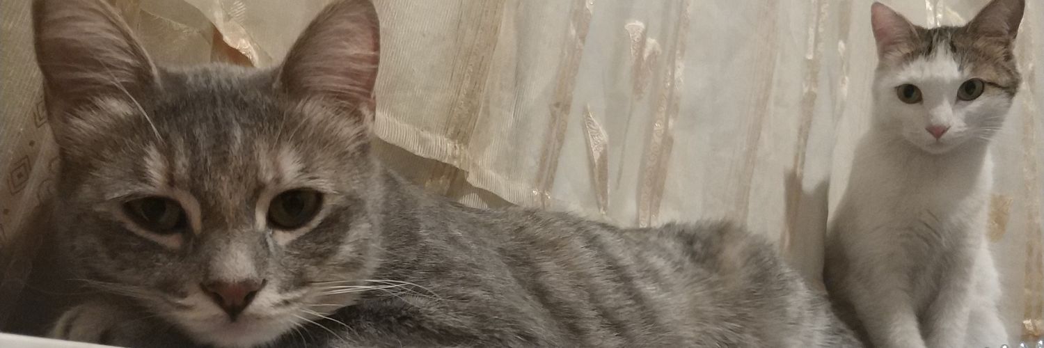 cananasarr's profile banner image