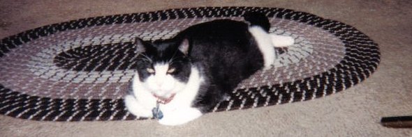 April Null 🟦, Mother of Cats, Childless CAT LADY banner