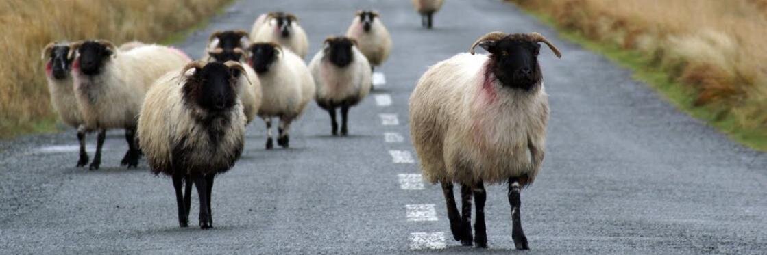 Irish_Euphemism's profile banner image