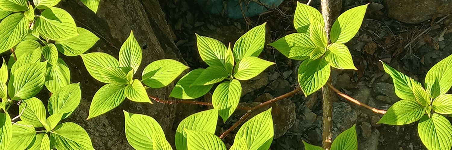 shoonee's profile banner image