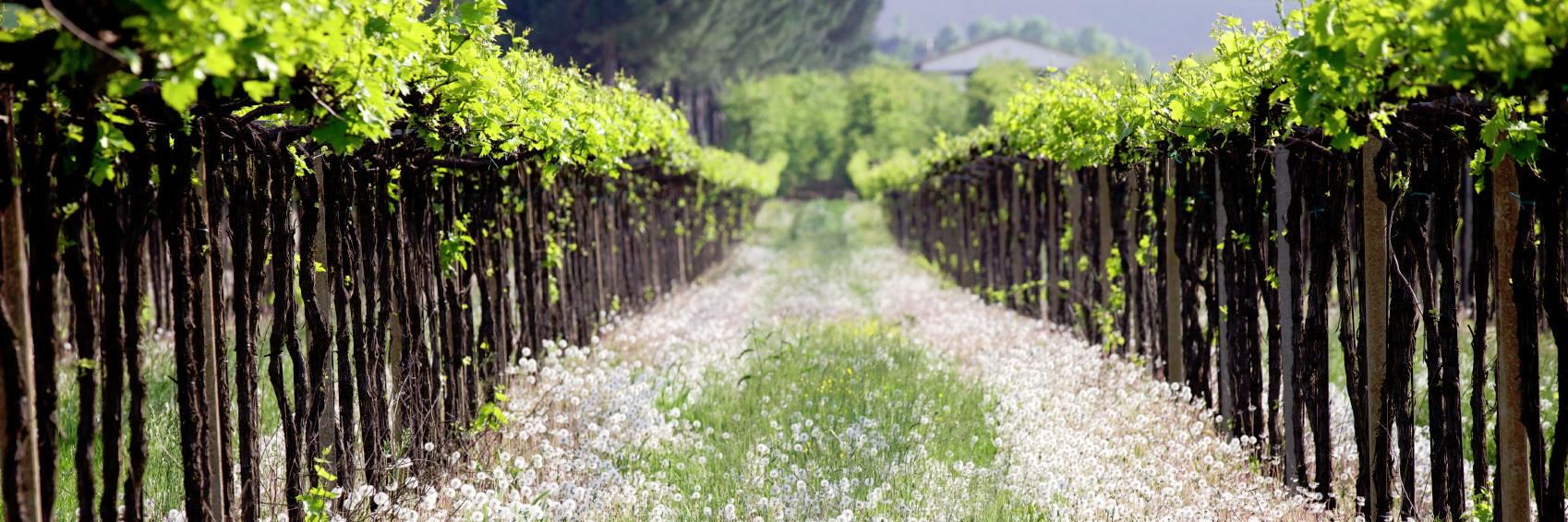 favouritewines's profile banner image