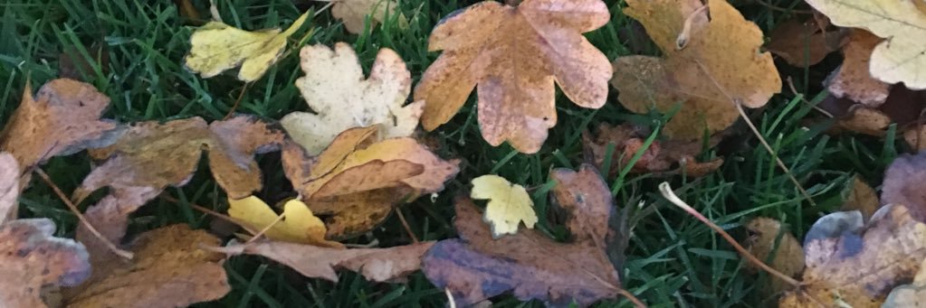 Averil Morrow banner