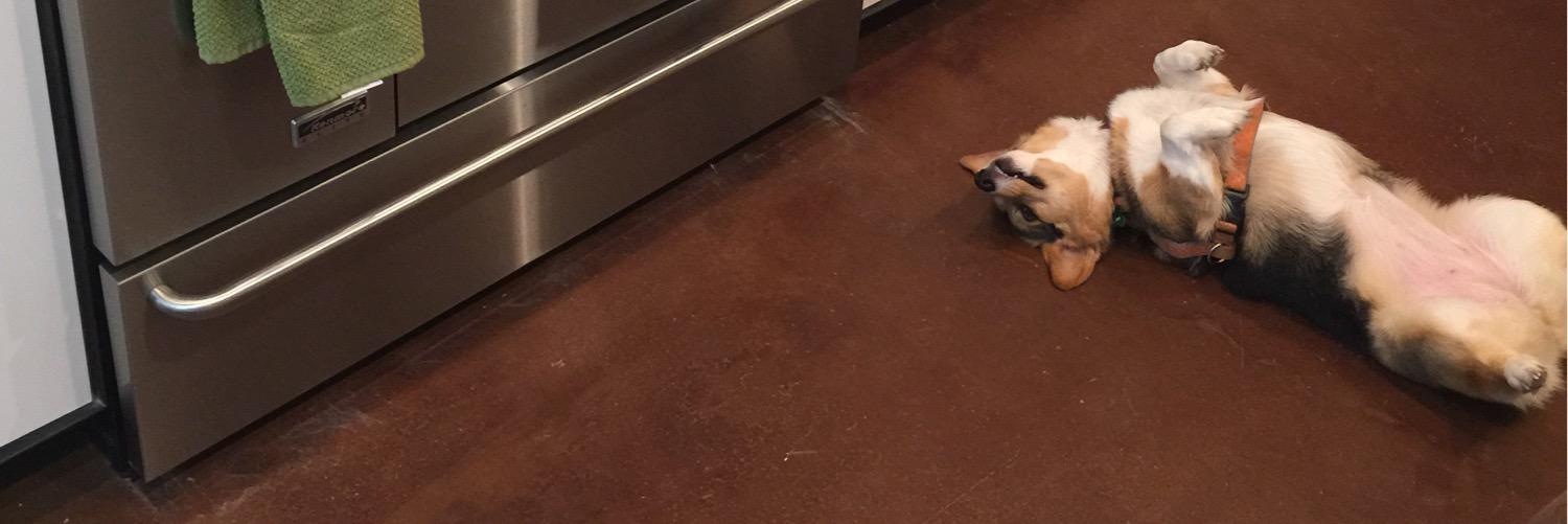 GertytheCorgi's profile banner image