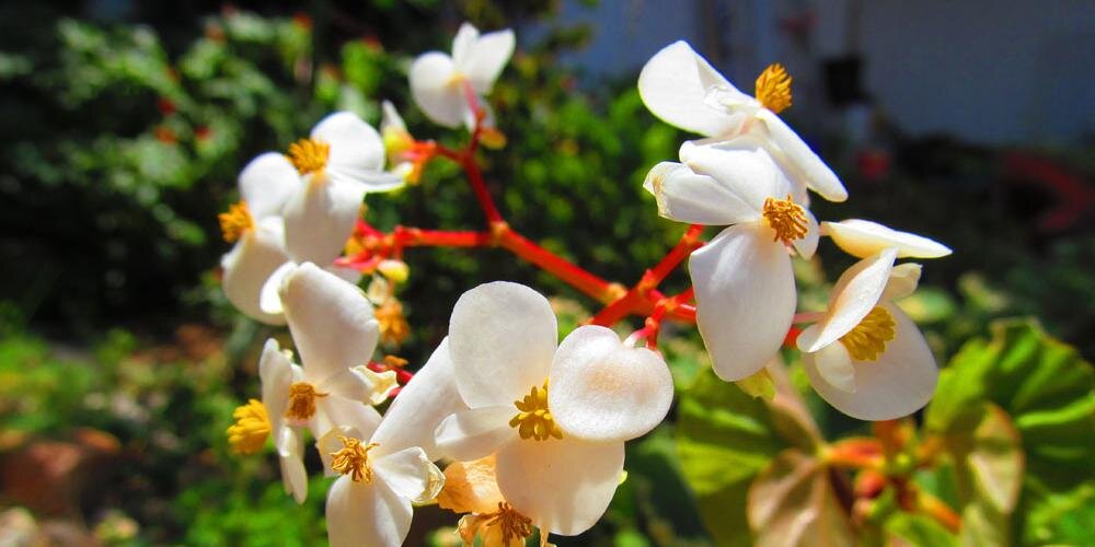 Armando Tremarias banner