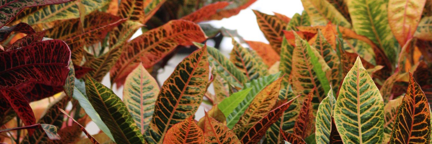AmandaEBreon's profile banner image
