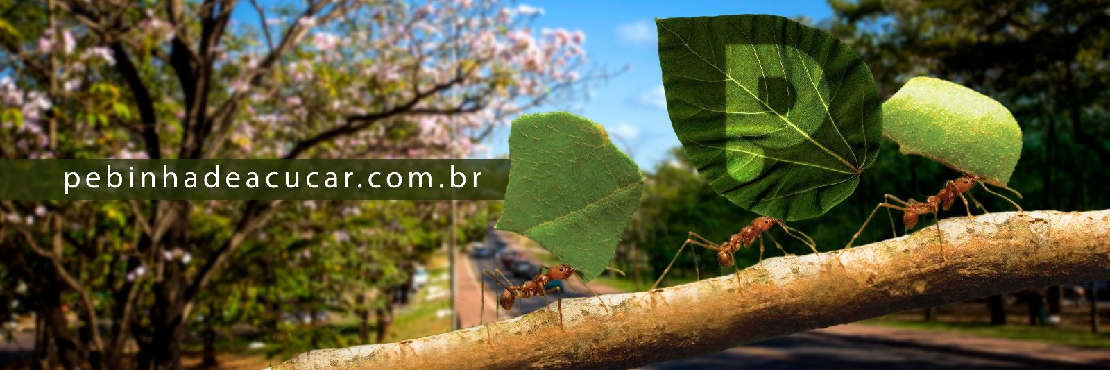 Pebinhadeacucar's profile banner image