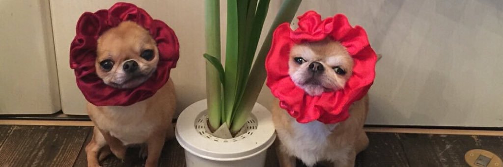 _emilyymurphy's profile banner image