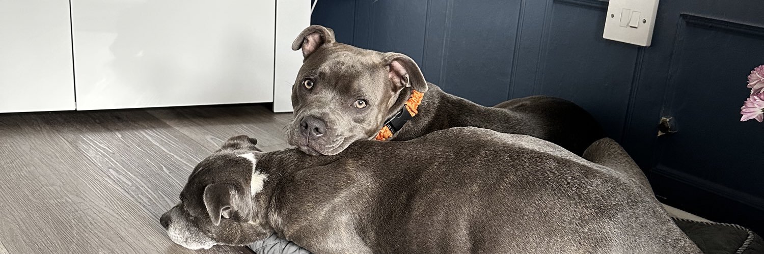 danimillsxx's profile banner image