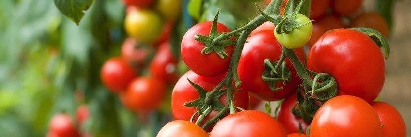 Mah_Tomato's profile banner image