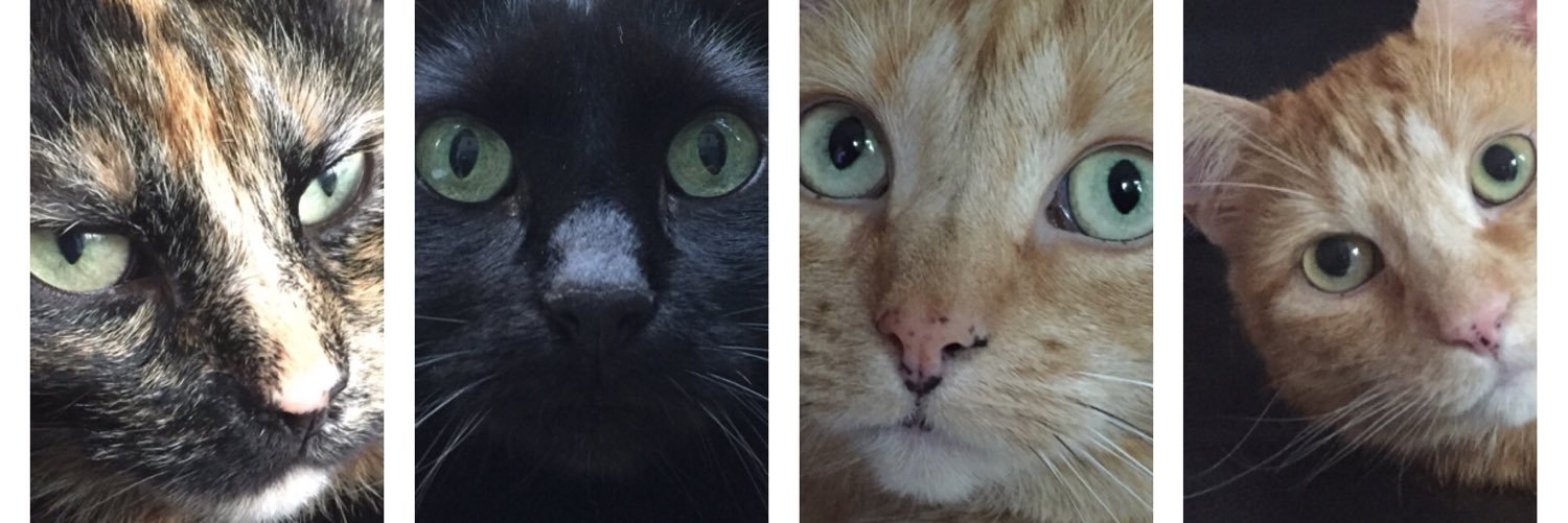VUsselkatz's profile banner image