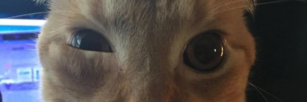 Meowtoastic's profile banner image