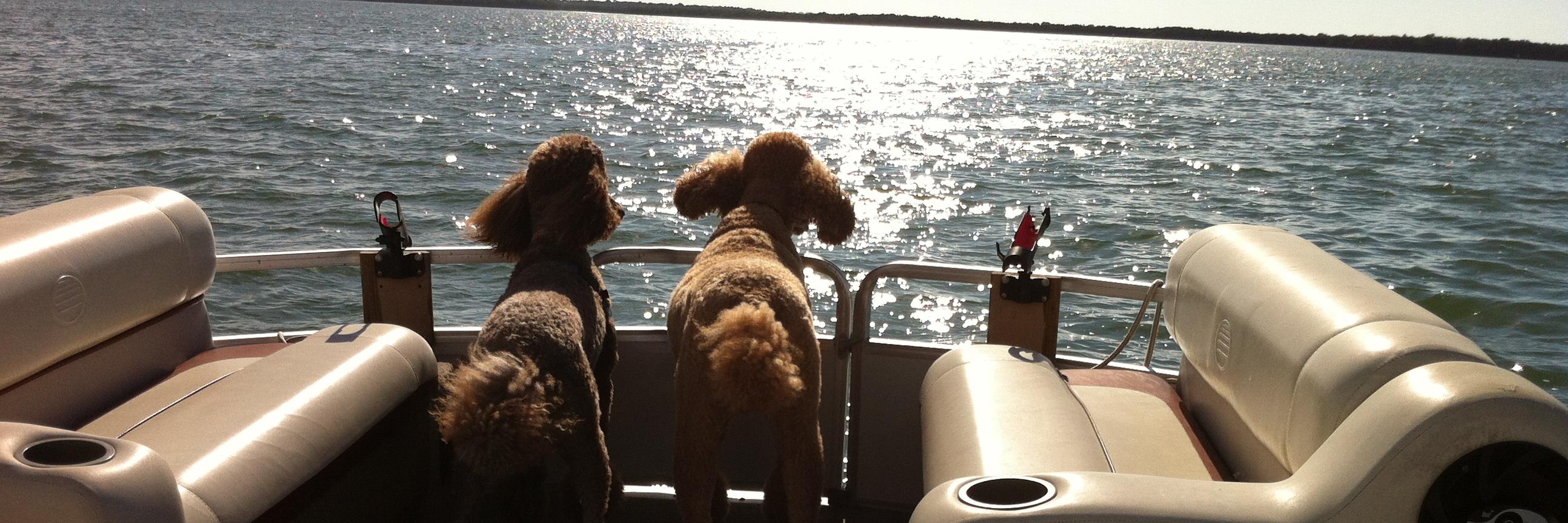 RocketDogPoodle's profile banner image
