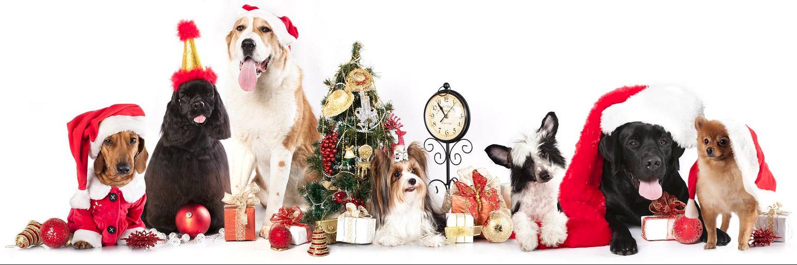 FresnoPetMed's profile banner image