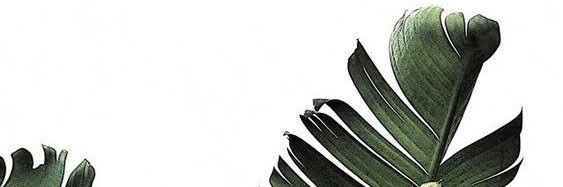 halliehypio's profile banner image