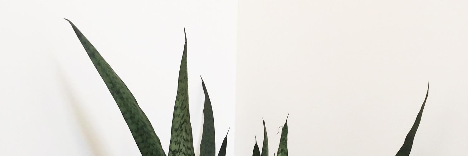 TheStrongBrand's profile banner image