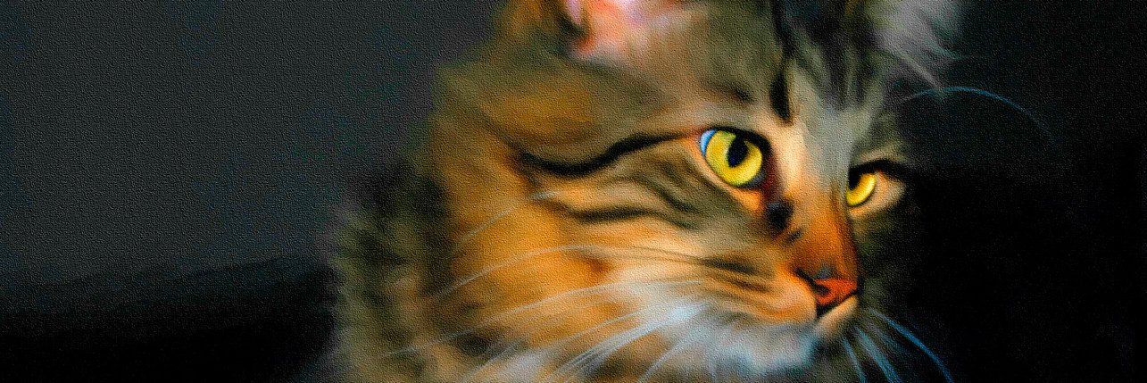 Nickadoo16's profile banner image