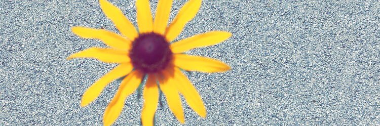 love_paranoiaa's profile banner image
