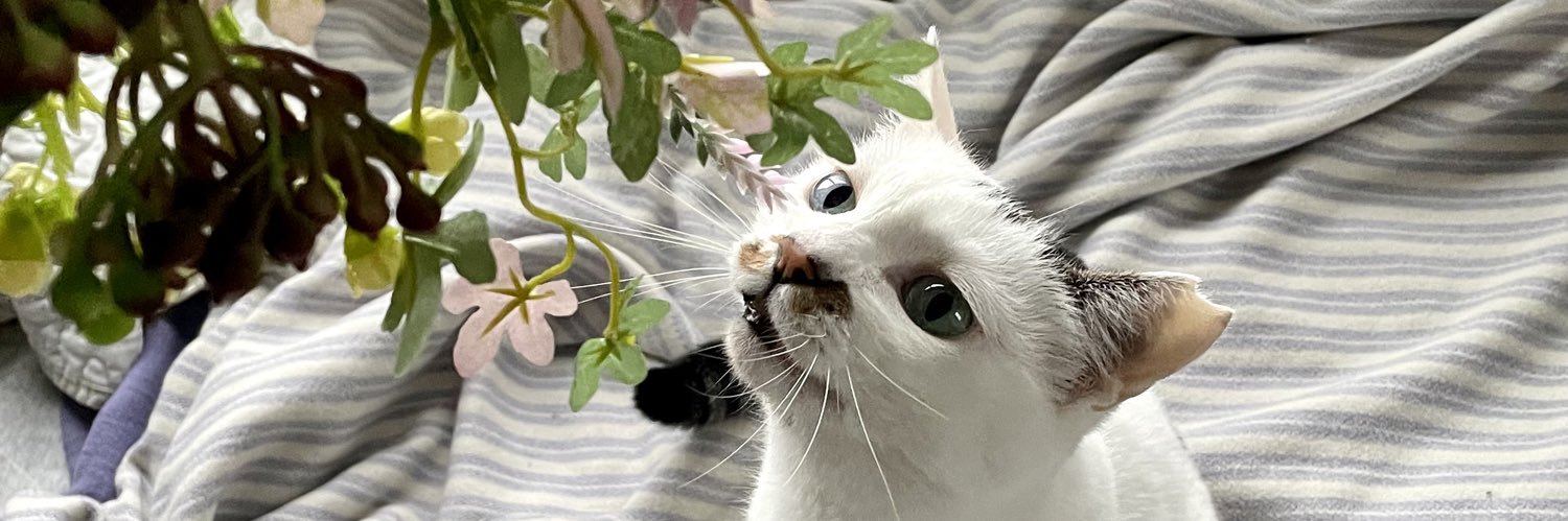 ako_panda's profile banner image