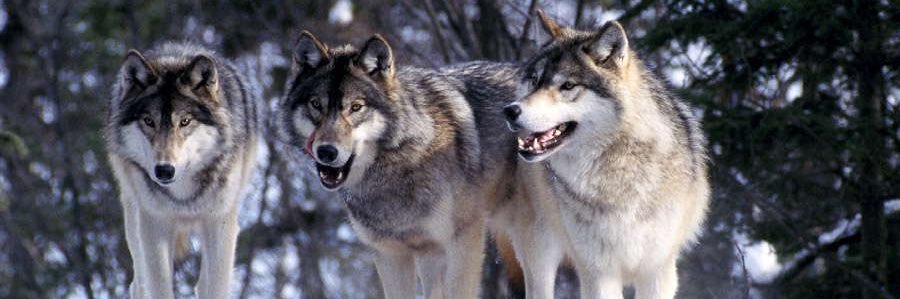 Wolfpack_cho's profile banner image