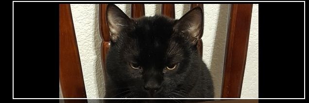 MonnieToper's profile banner image