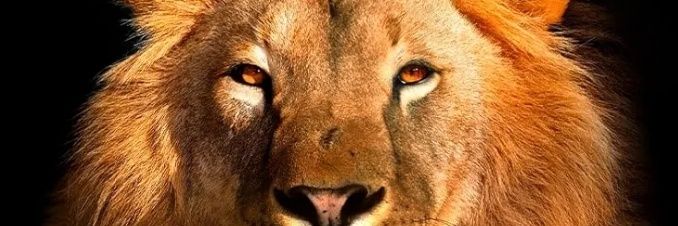 ari_oliveira's profile banner image