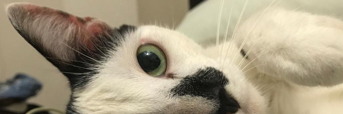 cdavidbg19's profile banner image