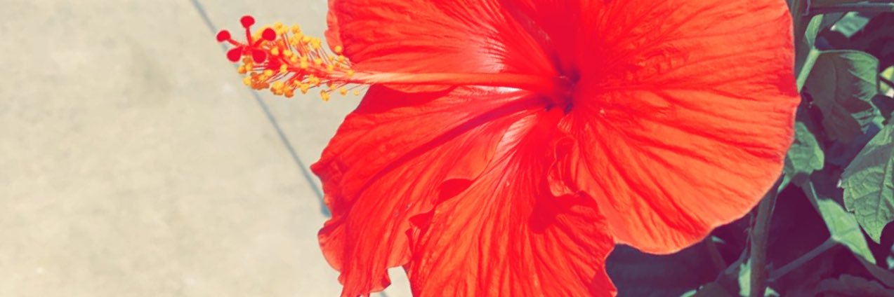 Snazzii_Soul's profile banner image