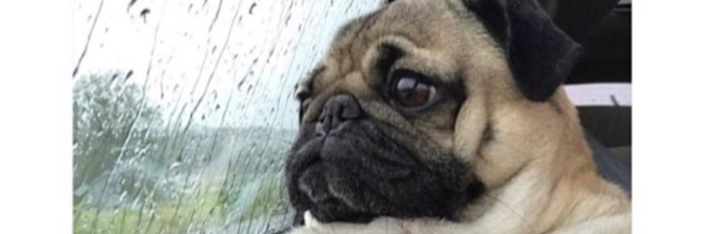 hustlerhumor's profile banner image