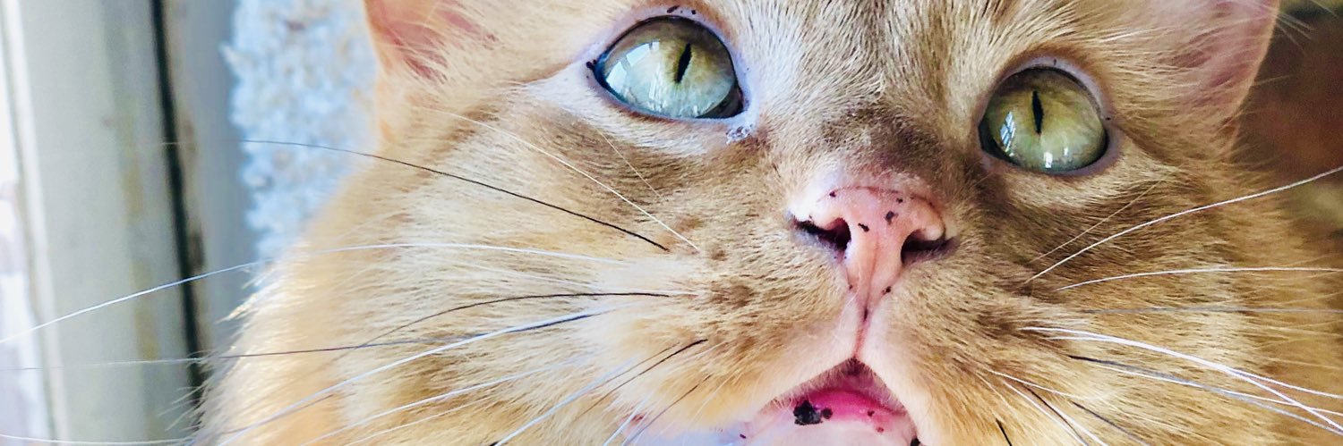 Andrea (Taylor’s version) banner