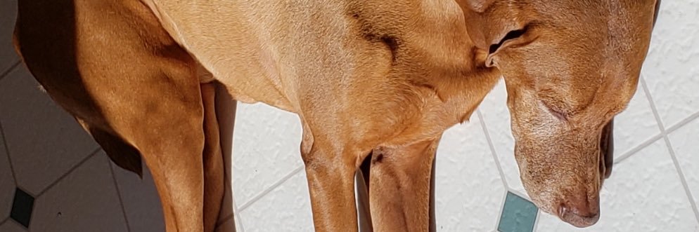 rambolau's profile banner image